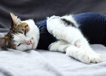 Mito ou verdade: o gato fica calmo logo após castrar?
