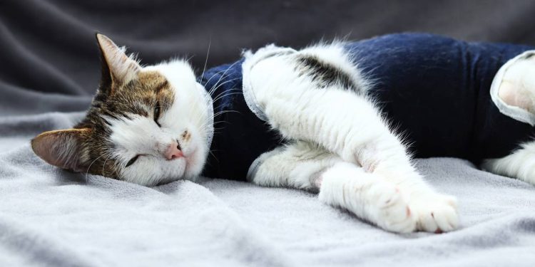 Mito ou verdade: o gato fica calmo logo após castrar?