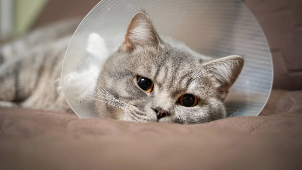 Quanto tempo depois da castração o gato costuma ficar mais calmo?