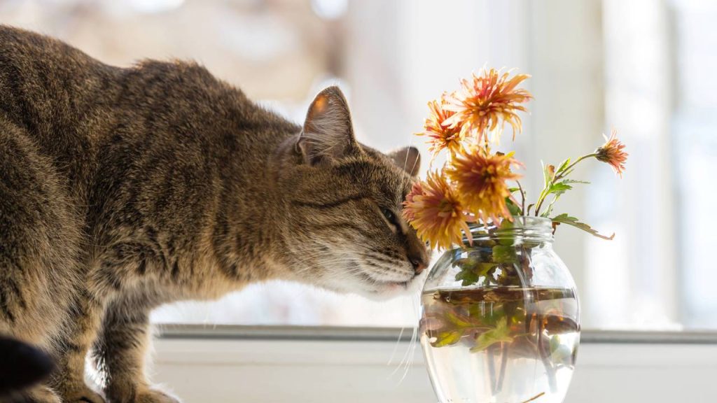 Como evitar que um gato suba em cima da mesa com 5 dicas práticas