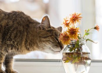 Se você tem gato, estas são as plantas proibidas de cultivar dentro de casa