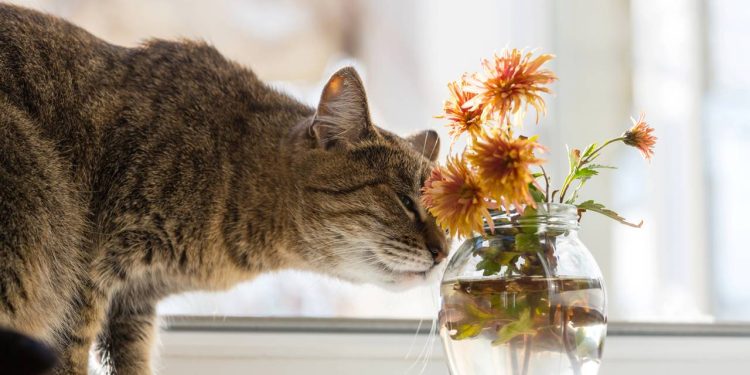 Se você tem gato, estas são as plantas proibidas de cultivar dentro de casa