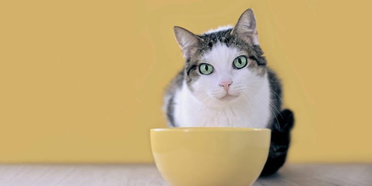 O que significa quando o gato cheira a comida, mas se afasta sem comer?