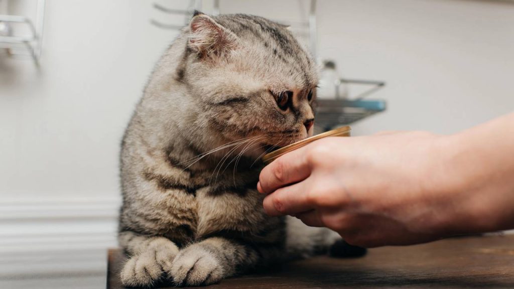 O que significa quando o gato cheira a comida, mas não come?