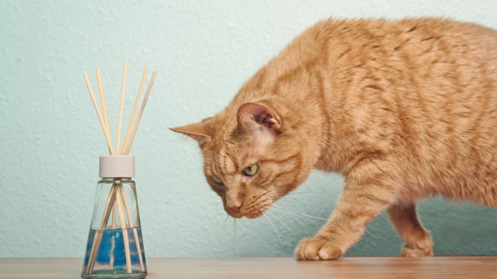 Estes são os 6 hábitos humanos que os gatos não suportam