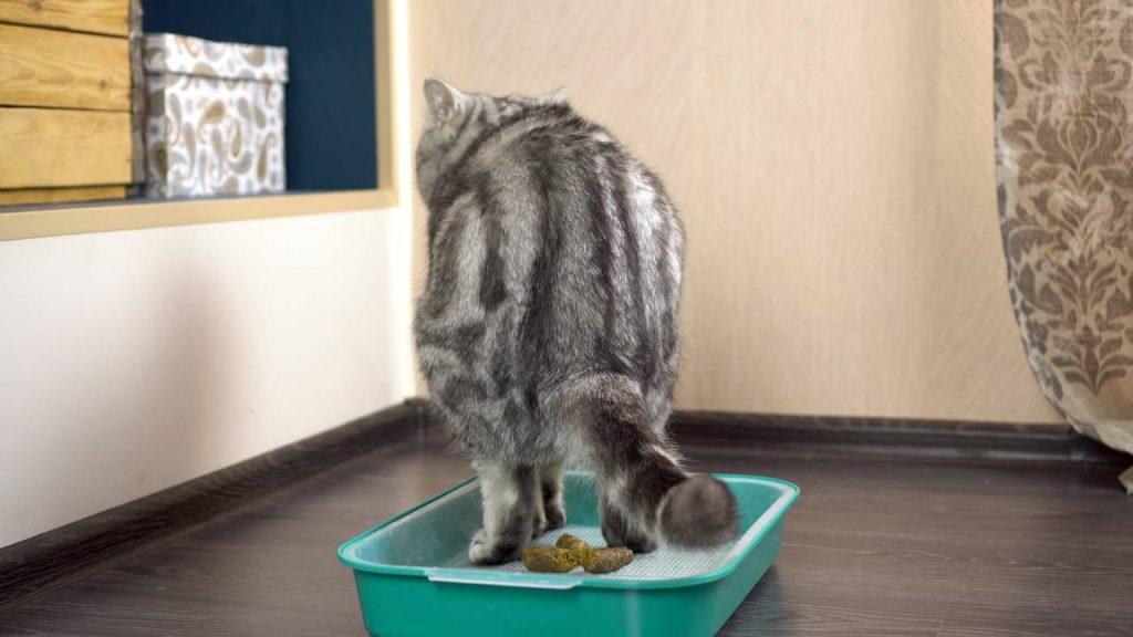 gatos enterrarem fezes