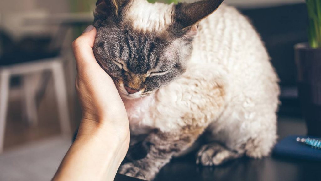 Será que os gatos guardam rancor das pessoas?
