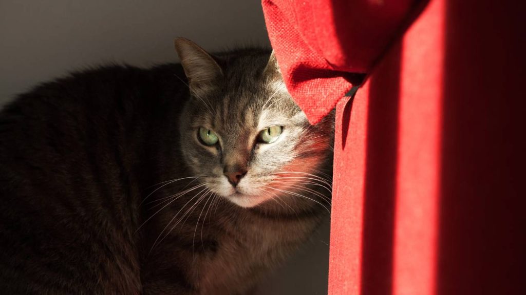 Será que os gatos guardam rancor das pessoas?