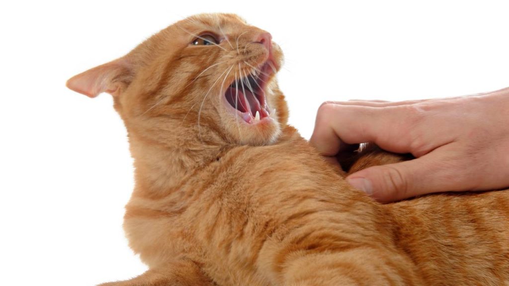Estes são os 6 hábitos humanos que os gatos não suportam