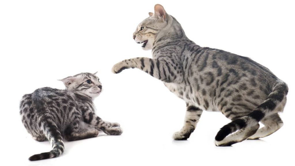 Como fazer gatos conviverem melhor: soluções práticas para evitar brigas em casa