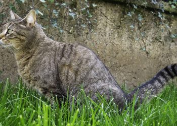 Estas plantas funcionam como um escudo invisível contra gatos no seu jardim