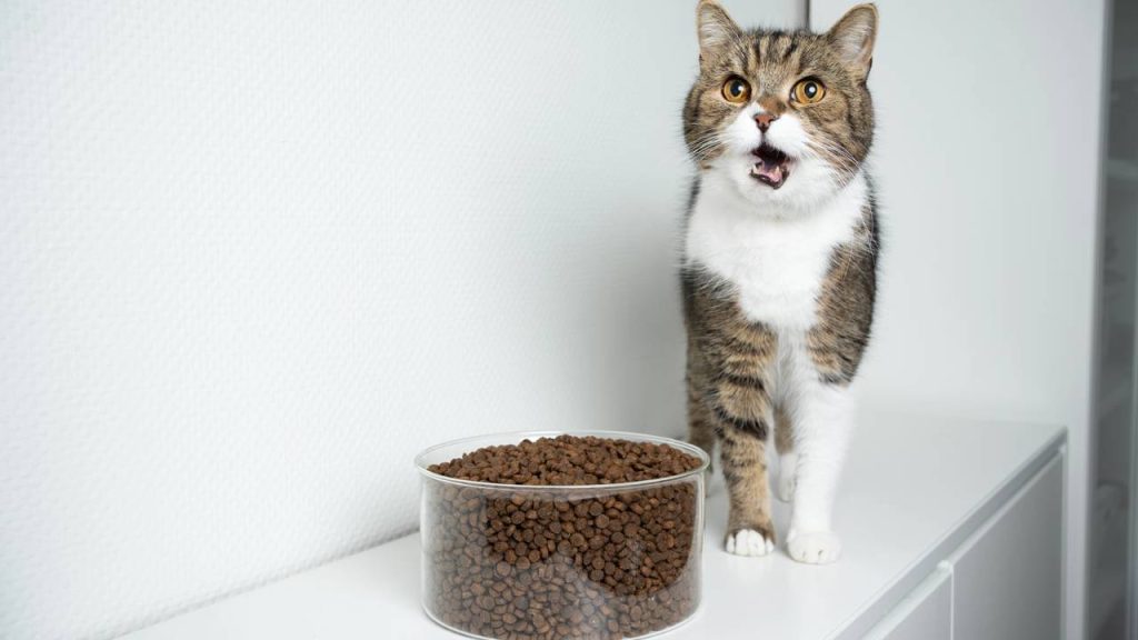 O que significa quando o meu gato anda pela casa miando?