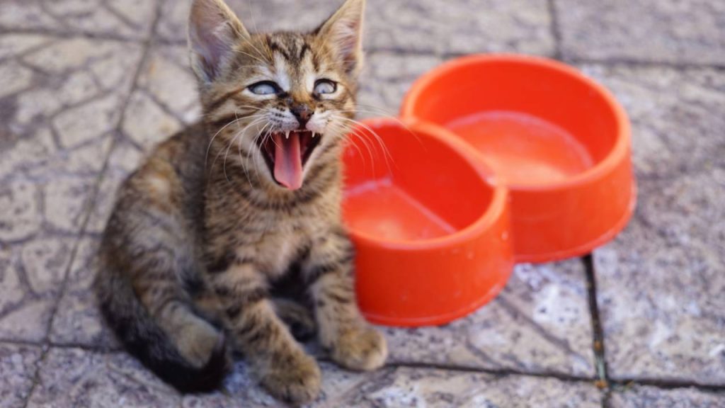 O que significa quando o meu gato anda pela casa miando?