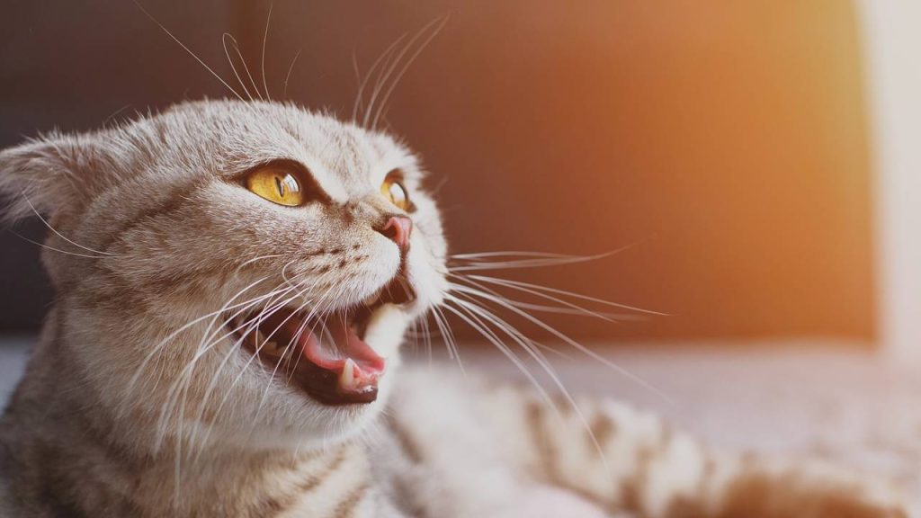 O que significa quando o meu gato anda pela casa miando?