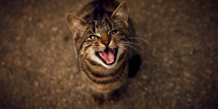 O que significa quando o meu gato anda pela casa miando?