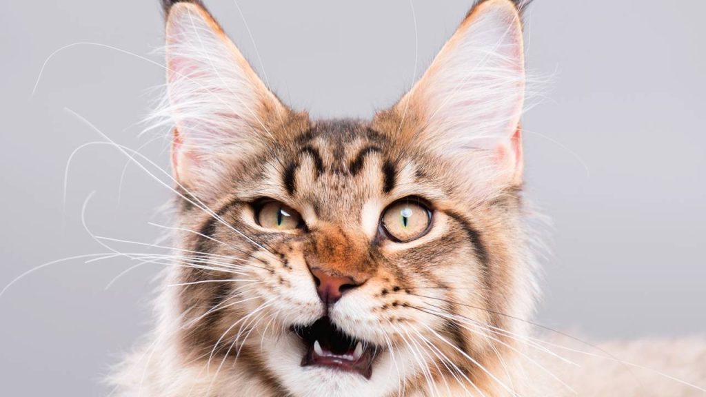 O que significa quando o gato cheira a comida, mas não come?