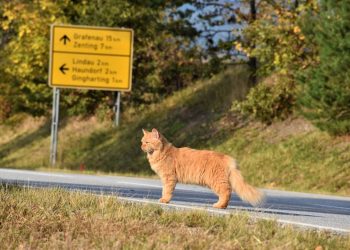 Um gato consegue encontrar o caminho de volta para casa se se perder?