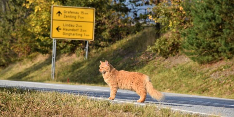 Um gato consegue encontrar o caminho de volta para casa se se perder?
