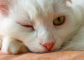 O que significa quando um gato pisca lentamente para você, segundo especialistas?