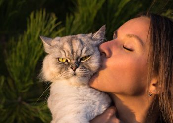 Aprenda a fazer o cálculo correto da idade dos gatos em anos humanos