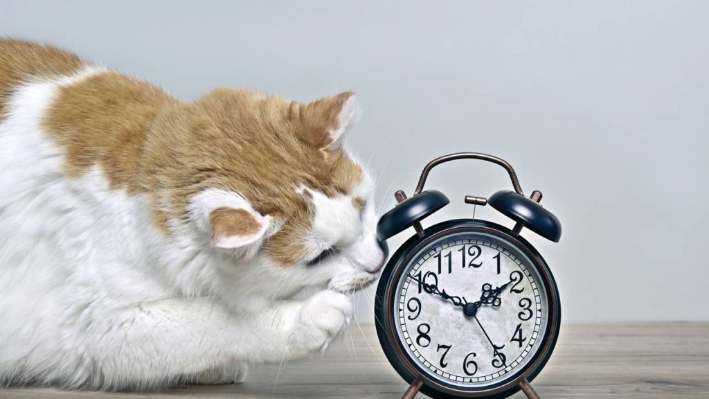 Estes são os 6 hábitos humanos que os gatos não suportam