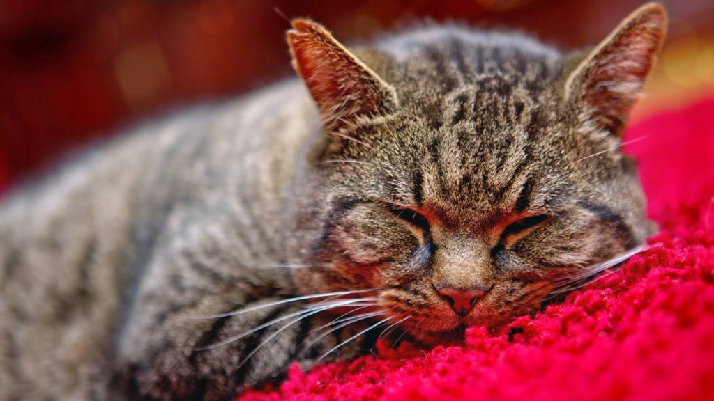 Quanto tempo depois da castração o gato costuma ficar mais calmo?