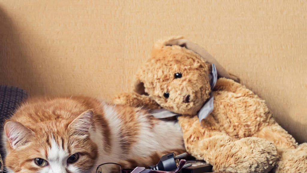 Estes são os 6 hábitos humanos que os gatos não suportam