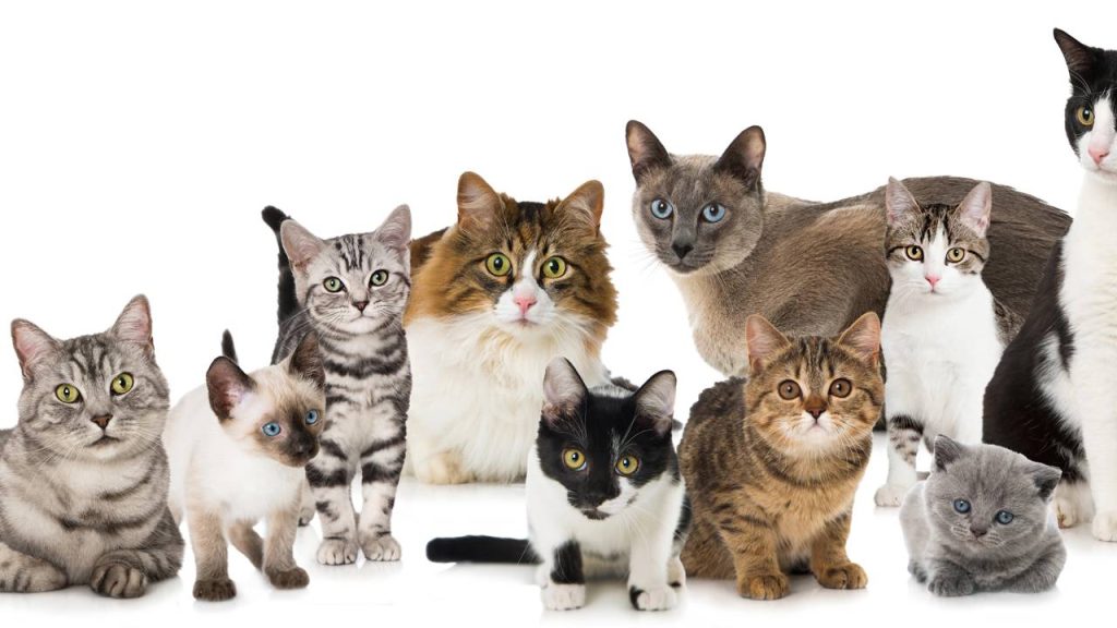 gatos 