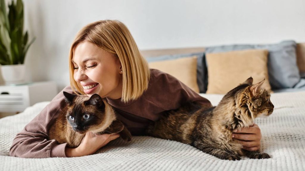 gatos