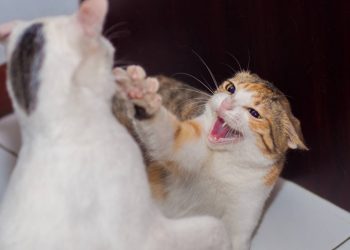 Como fazer gatos conviverem melhor: soluções práticas para evitar brigas em casa