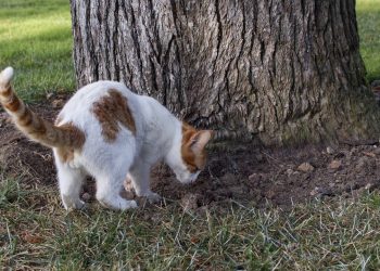 Por que alguns gatos enterram suas fezes e outros não?