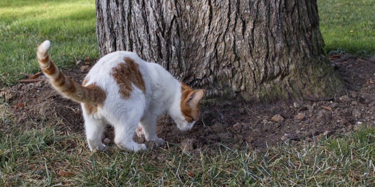 Por que alguns gatos enterram suas fezes e outros não?