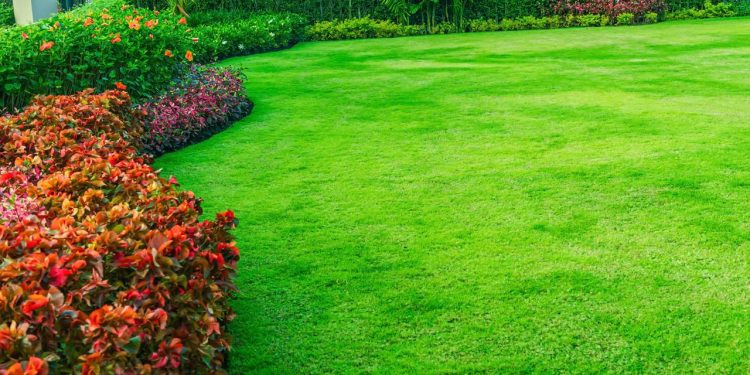 Como manter seu gramado verde o ano todo com dois ingredientes naturais e baratos