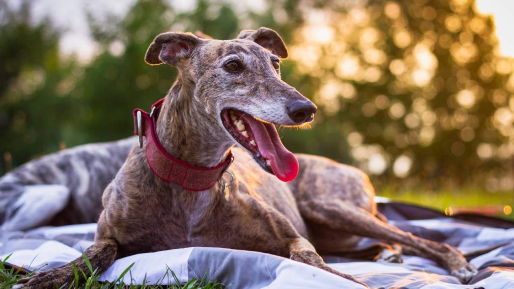 Seis raças de cães para você que ama o silêncio