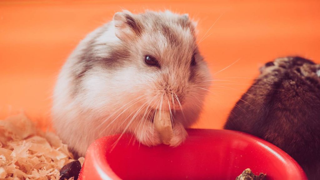 Tudo o que você precisa saber antes de adotar um hamster