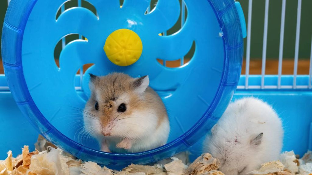 Tudo o que você precisa saber antes de adotar um hamster