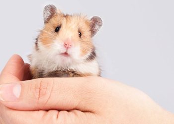 Tudo o que você precisa saber antes de adotar um hamster e evitar problemas comuns