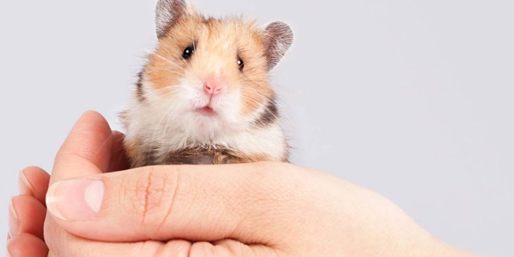 Tudo o que você precisa saber antes de adotar um hamster e evitar problemas comuns
