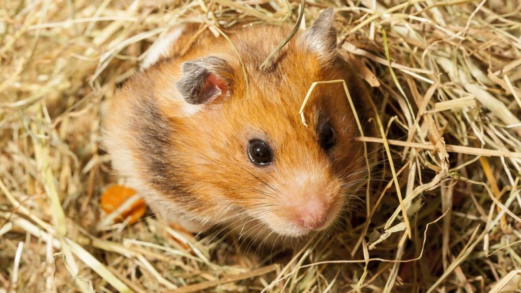 Tudo o que você precisa saber antes de adotar um hamster