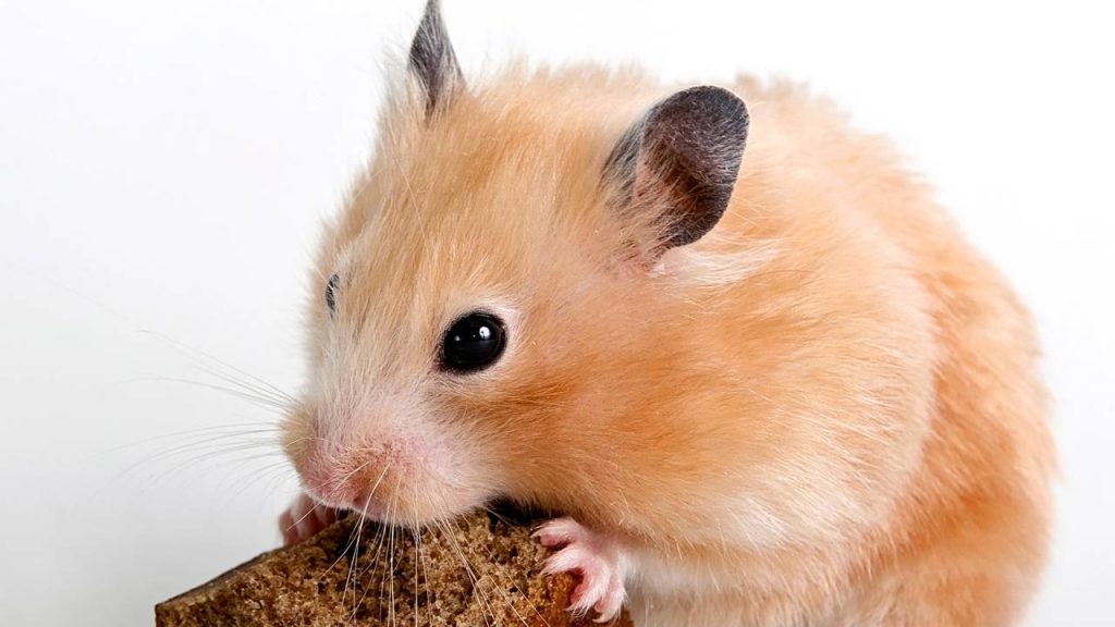 Tudo o que você precisa saber antes de adotar um hamster
