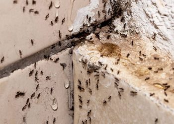 Soluções naturais para controlar formigas no calor