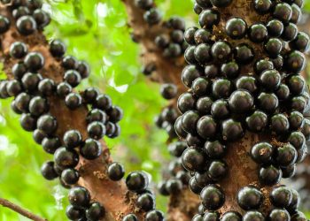 O segredo para cultivar jabuticaba em casa e colher frutos saborosos