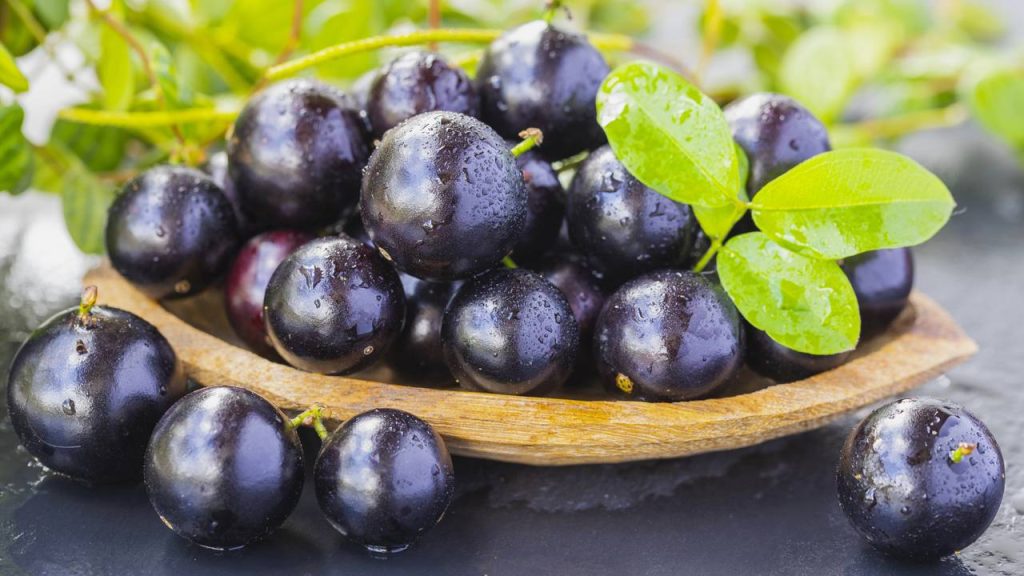 O segredo para cultivar jabuticaba em casa e colher frutos saborosos