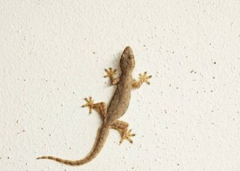 Lagartixas nunca mais! Método simples e natural para afastá-las