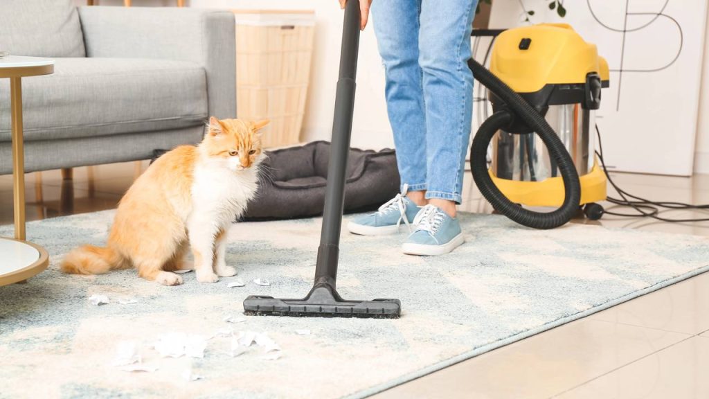 Cães e gatos: dormir com seu pet é bom ou ruim para sua saúde?