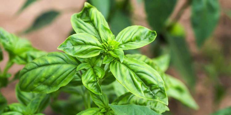 A planta potente que perfuma e repele insetos em varandas