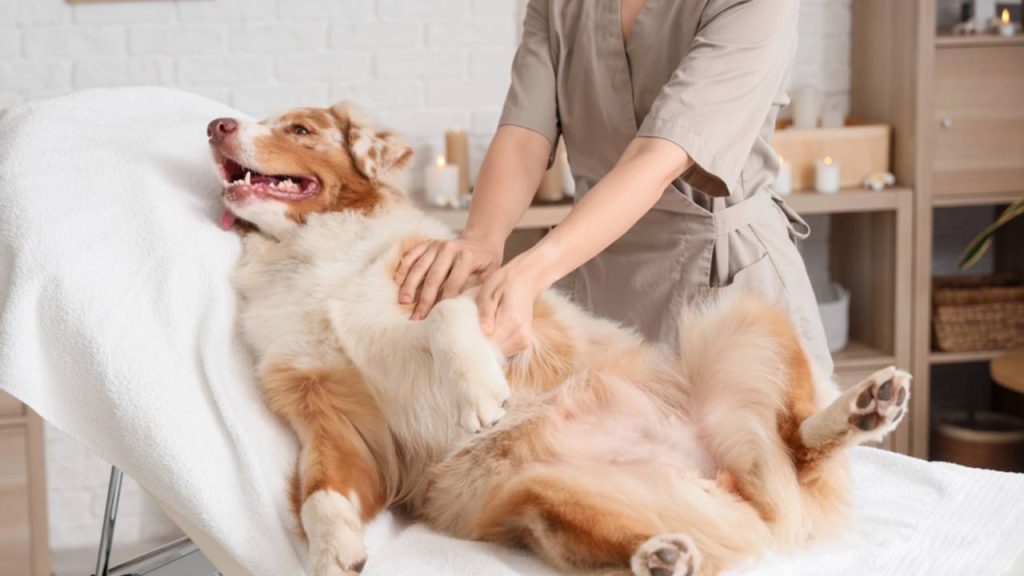 Como exercitar um cachorro idoso sem forçá-lo: dicas para estimular corpo e mente