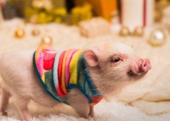Se você sonha em ter um mini pig, a verdade sobre o tamanho real deles pode mudar sua decisão
