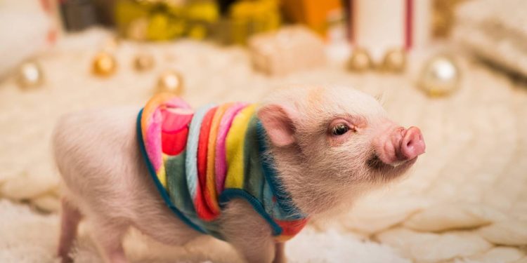 Se você sonha em ter um mini pig, a verdade sobre o tamanho real deles pode mudar sua decisão