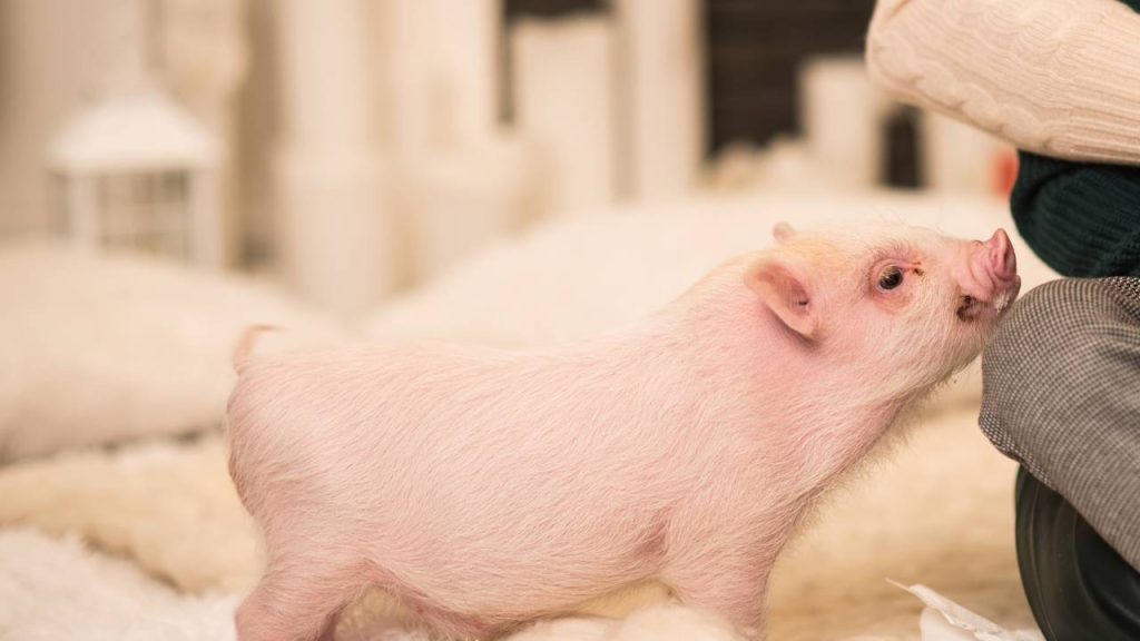 Tudo o que você precisa saber antes de adotar um mini pig